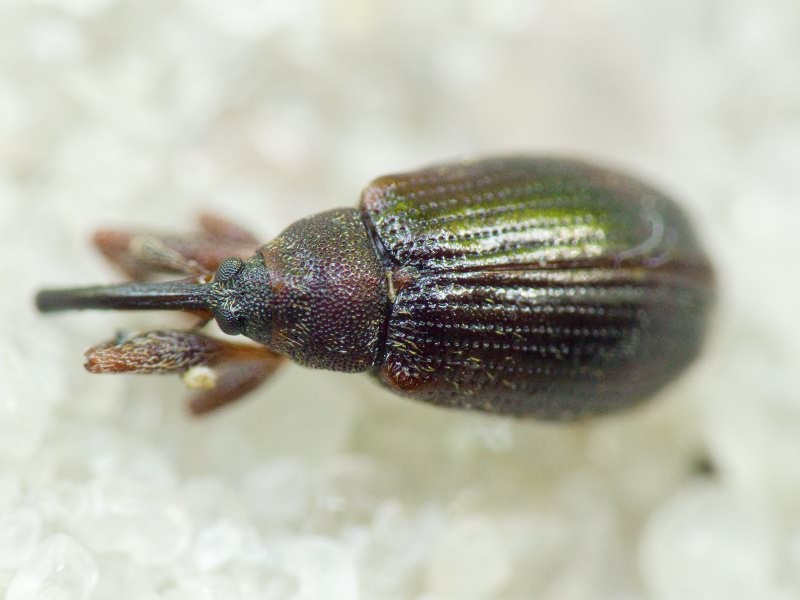 Anthonomus Germar, 1817